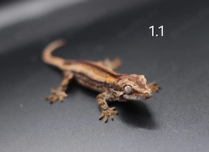 Höckerkopfgecko   rhacodactylus auriculatus abzugeben!