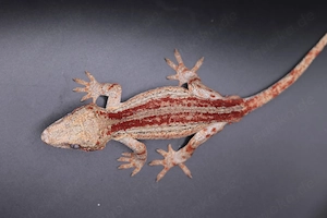 Höckerkopfgecko rhacodactylus auriculatus abzugeben!