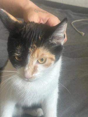 2 Hauskatzen Glücks Katzen 