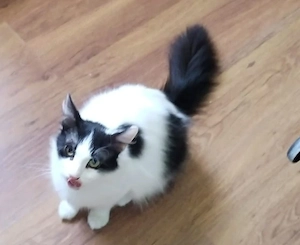 Star, 1 Jahr, lieb, gerne in Wohnungshaltung Bild 2