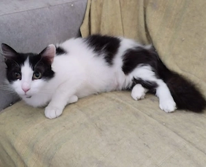 Star, 1 Jahr, lieb, gerne in Wohnungshaltung Bild 3