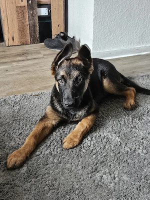 junge Schäferhund 