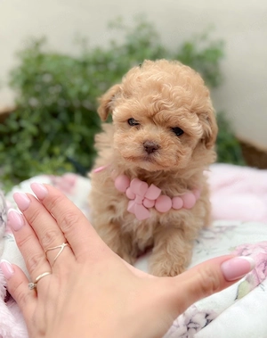 Wunderschöner Mikro Toy   teacup Pudeljunge