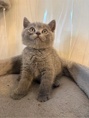 BKH kitten 