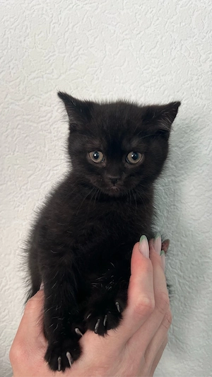 BKH Kitte 
