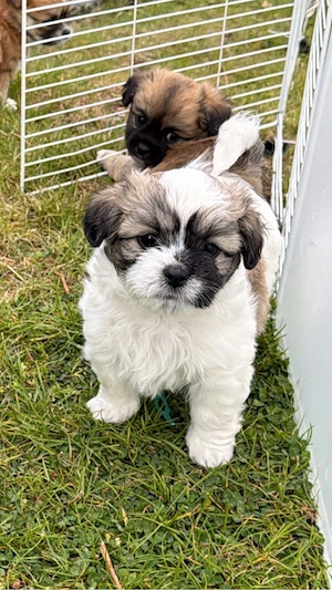 Malteser-Chihuahua-Welpe