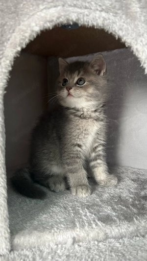 BKH Kitten 