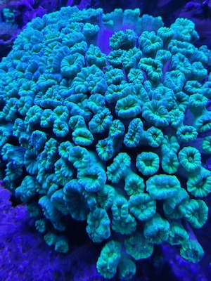 Caulastrea furcata Neon green Green Trumpet Coral LPS Steinkoralle Meerwasser Aquarium 