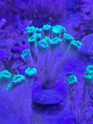 Caulastrea furcata Neon green Green Trumpet Coral LPS Steinkoralle Meerwasser Aquarium  Bild 2