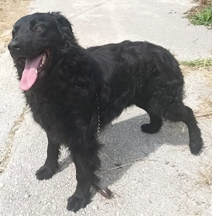 Kroatischer Schäferhund Mix Rüde 3j 15kg TOP CHARAKTER bundesweit ausreisebereit 