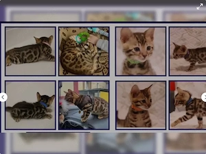 Bengal kitten, reinrassig mit Stammbaum Bild 2
