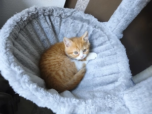 BKH Kater Rot Weiß 