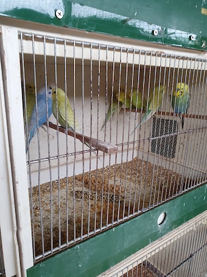 Nestjunge Wellensittiche, jeweils 25 Euro