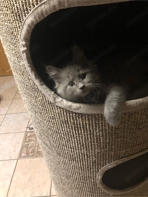 Maine coon Kitten reinrassig ohne stammbaum Bild 7