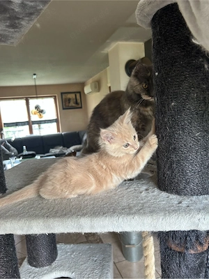 Maine coon Kitten reinrassig ohne stammbaum Bild 6