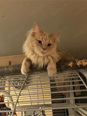 Maine coon Kitten reinrassig ohne stammbaum Bild 9