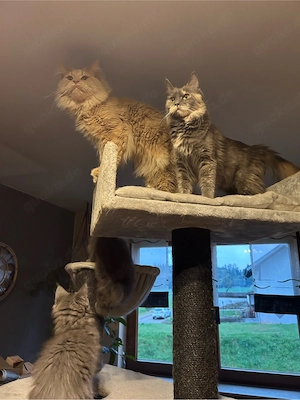 Maine coon Kitten reinrassig ohne stammbaum Bild 5