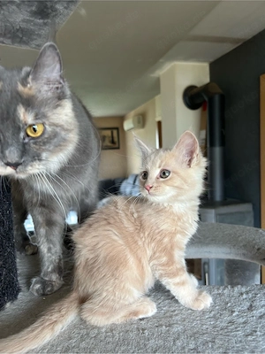 Maine coon Kitten reinrassig ohne stammbaum Bild 4