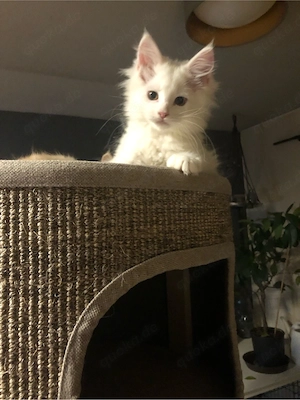 Maine coon Kitten reinrassig ohne stammbaum Bild 3