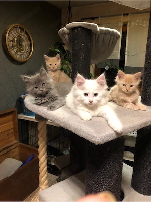 Maine coon Kitten reinrassig ohne stammbaum Bild 2