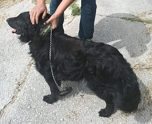 Kroatischer Schäferhund Mix Rüde 3j 15kg TOP CHARAKTER bundesweit ausreisebereit 
