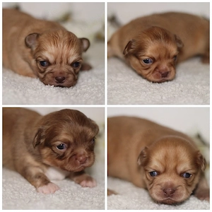 Wunderschöne Reinrassige Chihuahua Welpen Rüden Hündin Choco Red Brindle Langhaar.