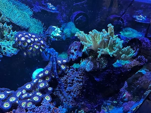 Meerwasser Fungia Tricolor Kolonie mit Fiji Sinularia 