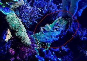 Montipora Gold Rush großes Stück Meerwasser Bild 2