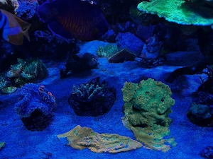 Montipora Gold Rush großes Stück Meerwasser