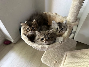 Winderschöne Kitten BKH BLH 