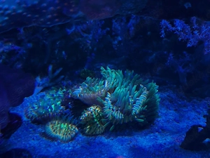 Meerwasser Fungia Tricolor 