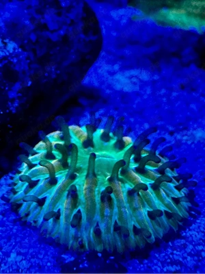 Meerwasser Fungia Tricolor  Bild 2