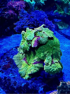 Meerwasser Discosoma Jawbreaker 