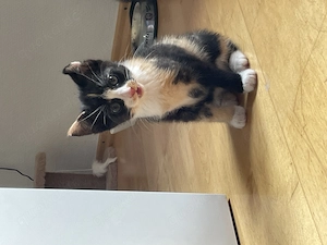 Katzenbaby Glückskatze