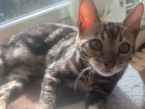marmor bengal kitten 