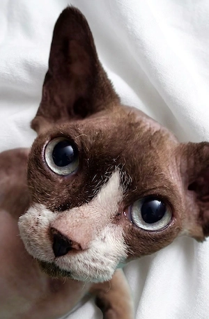 lieber Devon Rex Kater