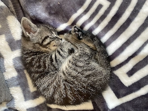 Babykatzen Katze und Kater  Bild 5