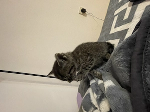 Babykatzen Katze und Kater  Bild 2