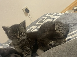 Babykatzen Katze und Kater  Bild 4