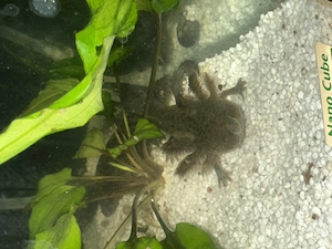 Axolotl Nachwuchs verschiedene Farbschläge 