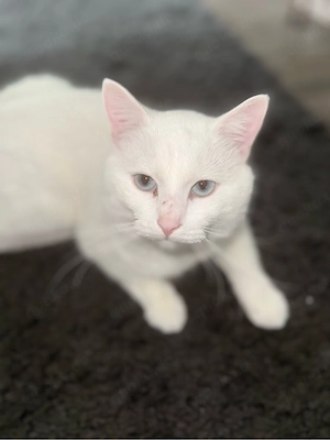 Liebevoller Kater in beste Hände abzugeben