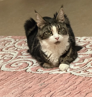Wunderschöne Maine Coon weibliche Katze sucht ein neues Zuhause 