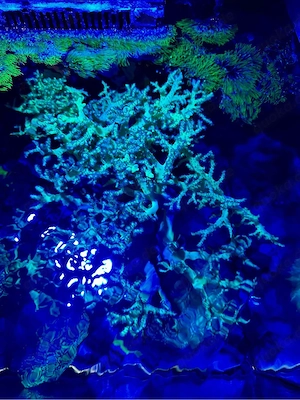 Meerwasser Fiji Sinularia Bild 3