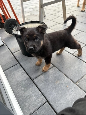 DDR Schäferhundwelpen Bild 3