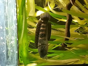 Channa Asiatika red 