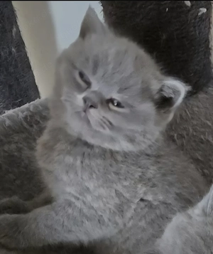 Unser letzter Kittenjunge sucht sein Kuschelplatz