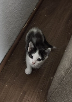 Katzen Familie sucht dringend ein neues Zuhause 