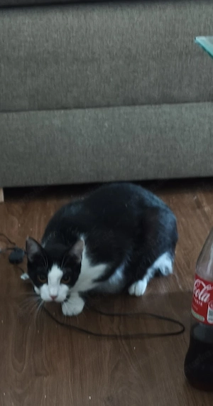 Katzen Familie sucht dringend ein neues Zuhause  Bild 3