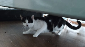 Katzen Familie sucht dringend ein neues Zuhause  Bild 2