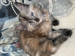 Reinrassige Maine Coon 
